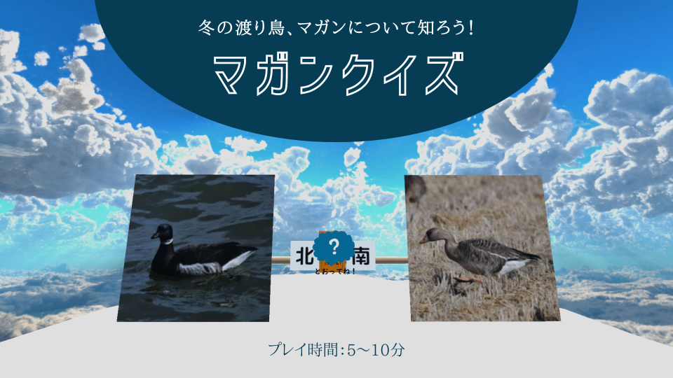 「冬の渡り鳥、マガンについて知ろう！マガンクイズ。プレイ時間は5から10分」と書かれている。背景は青空と雲。手前にマガンとコクガンの写真が置かれている。